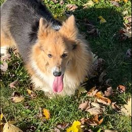 Ivy - Pembroke Welsh Corgi