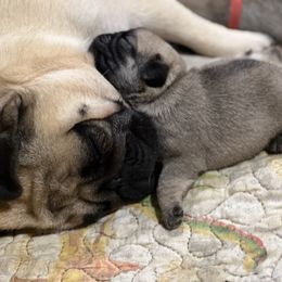 French Bulldog and Pug Puppies from Peachy Pugs