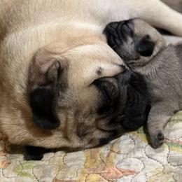 French Bulldog and Pug Puppies from Peachy Pugs