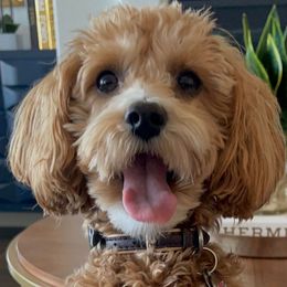 Milo - Maltipoo