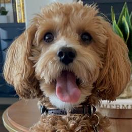 Milo - Maltipoo