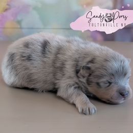 Versace - Blue merle male Pomeranian puppy in Fultonville, New York from Sandy Aussies & Pomeranians