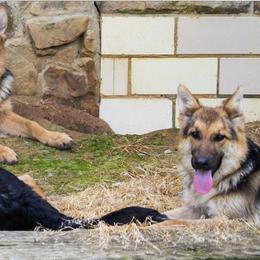 German Shepherd Puppies from Rain's Legacy German Shepherds