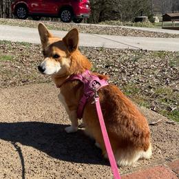 Phoebe - Pembroke Welsh Corgi