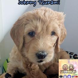 Johnny Tsunami - Cream male Goldendoodle puppy in Santa Cruz, California from Lu Doodles