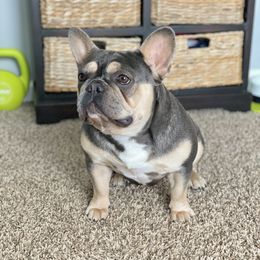 Millie - French Bulldog