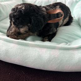 Curaçao - Merle female Goldendoodle puppy in Houston, Texas from Were The Mack'Doodles
