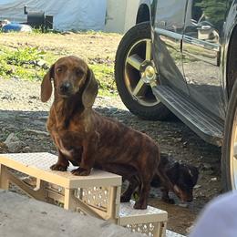 Jackie - Dachshund