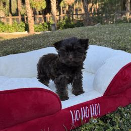 Tiny Dior Dollface 1.12 pounds - Chocolate and tan female Yorkshire Terrier puppy in North Naples, Florida from Moon Ranch Puppies