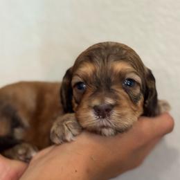 Saffron - Tri-color female Bernedoodle puppy in Longmont, Colorado from Colorado Miniature Bernedoodle Puppies