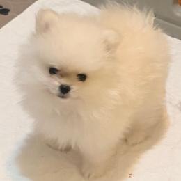 Girl 1 - Cream parti female Pomeranian puppy in Royston, Georgia from SouthernHearts Poms
