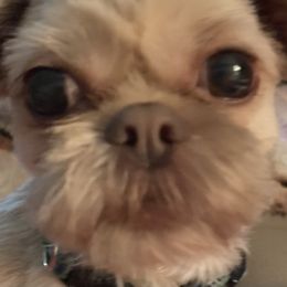 Sabrina - Shih Tzu
