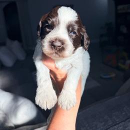 Crayons - Chocolate male Australian Labradoodle puppy in Calhoun, Louisiana from Arrowhead Australian Labradoodles