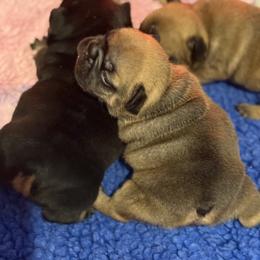 Bunkhouse Litter-Avery - Fawn female French Bulldog puppy in Kalispell, Montana from Grace & Grit Frenchies