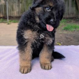 Yellow collar - Black and red male German Shepherd puppy in Millan, Illinois from Volhouden German Shepherds