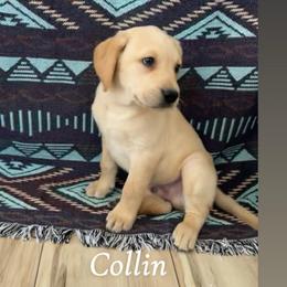 Collin - Yellow male Labrador Retriever puppy in Wyalusing, Pennsylvania from Cooley’s Labradors Retrievers