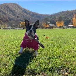 Boston Terrier Puppies from The Terriers Place