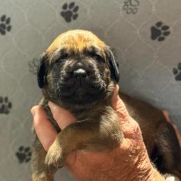 Hot Pink - Fawn female Cane Corso puppy in Paris, Texas from Knucklehead Cane Corso