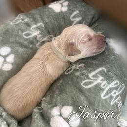 Jasper - Light golden male Golden Retriever puppy in Los Osos, California from Wise Goldens