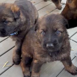 Girl 1 - Sable female German Shepherd puppy in Hollis Center, Maine from Noble German Shepherds of Maine