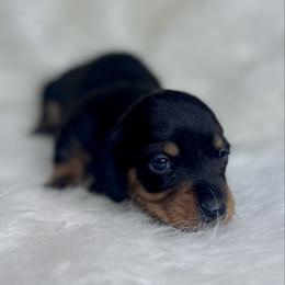 Maven - Black and tan female Dachshund puppy in Fayetteville, Arkansas from Natural State Dachshunds