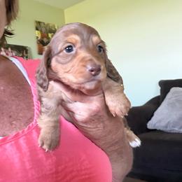 Chocolate and Cream - Chocolate and cream female Dachshund puppy in Swanton, Ohio from Mighty But Mini Dachshunds