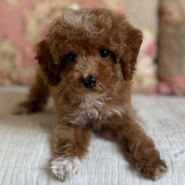 Odette - Apricot female Poodle puppy in Beckley, West Virginia from Autumn Poodles/Doodles