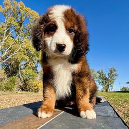 Big Chocolate Merle Tricolor Boy- Zuke - Chocolate merle male Bernedoodle puppy in Sioux Falls, South Dakota from WhiskeyCreek Doodles