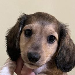 Dachshunds from ADH Dachshunds