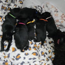 Miniature Schnauzer Puppies from Kateryna's Miniature Schnauzers