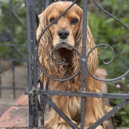 Cockapoos and Poodles from DoodleForever