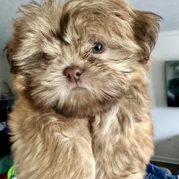 River - Shih Tzu