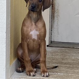 Rhodesian Ridgeback Puppies from Indaba Ridgebacks