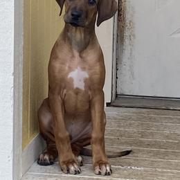 Rhodesian Ridgeback Puppies from Indaba Ridgebacks