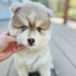 Zion - Red and white male Pomsky puppy in Rathdrum, Idaho from Smart Pomskies and Frenchies