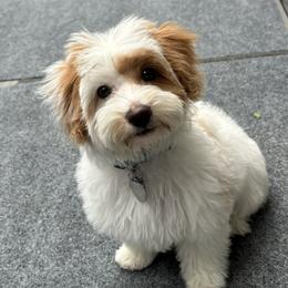 Bernedoodle, Cavapoo, Havanese, and Havapoo Puppies from Lady Paws Puppies - Cassie