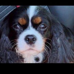 Cavalier King Charles Spaniels from For the Love of Cavaliers