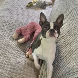 Piggy - Boston Terrier