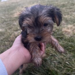 Yorkshire Terrier Puppies from Alvarado’s Yorkies