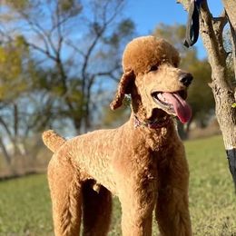 Axel - Poodle