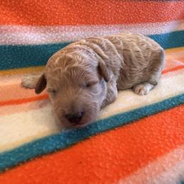 Girl 2 - Apricot female Goldendoodle puppy in Bucyrus, Missouri from Hill Top Pomskies