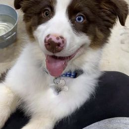 Australian Shepherds from Supernatural Aussies