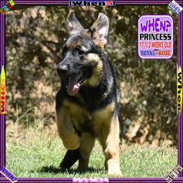 WHEN - Black and tan female German Shepherd puppy in Murrieta, California from Diamond Oaks German Shepherds