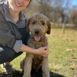 Clementine - Goldendoodle
