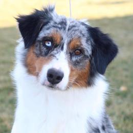 Cassie - Australian Shepherd