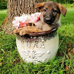 Alaskan Malamute and German Shepherd Puppies from Willowhaus