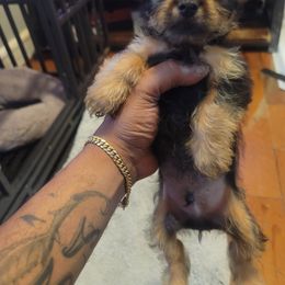French Bulldog and Silky Terrier Puppies from Fur-Ever Friends