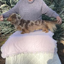 Jet - Dachshund