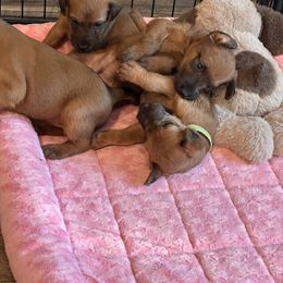 Irish Terrier Puppies from Kimerik Irish Terriers