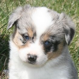 Companion Cross puppies from Dakota Toy Aussies